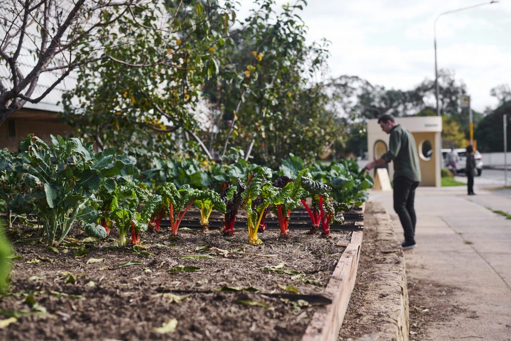 Growing vegetables in Canberra city
