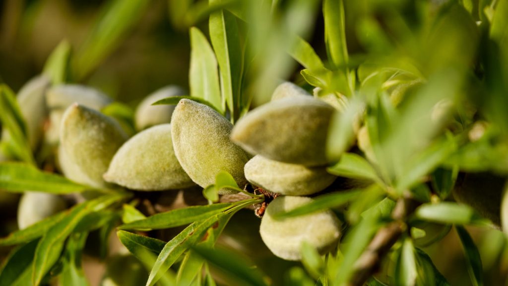 raw almonds on the tree
