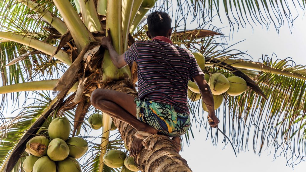 coconuts on a tree being harvested by a man in the Solomon Islands