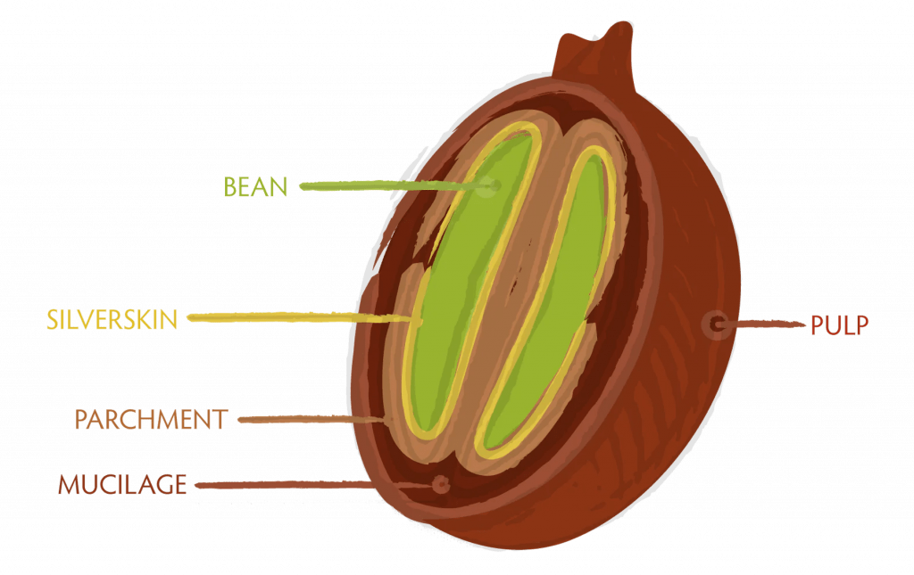 Coffee cherry diagram