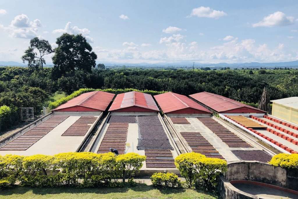 Coffee farming in El Salvador