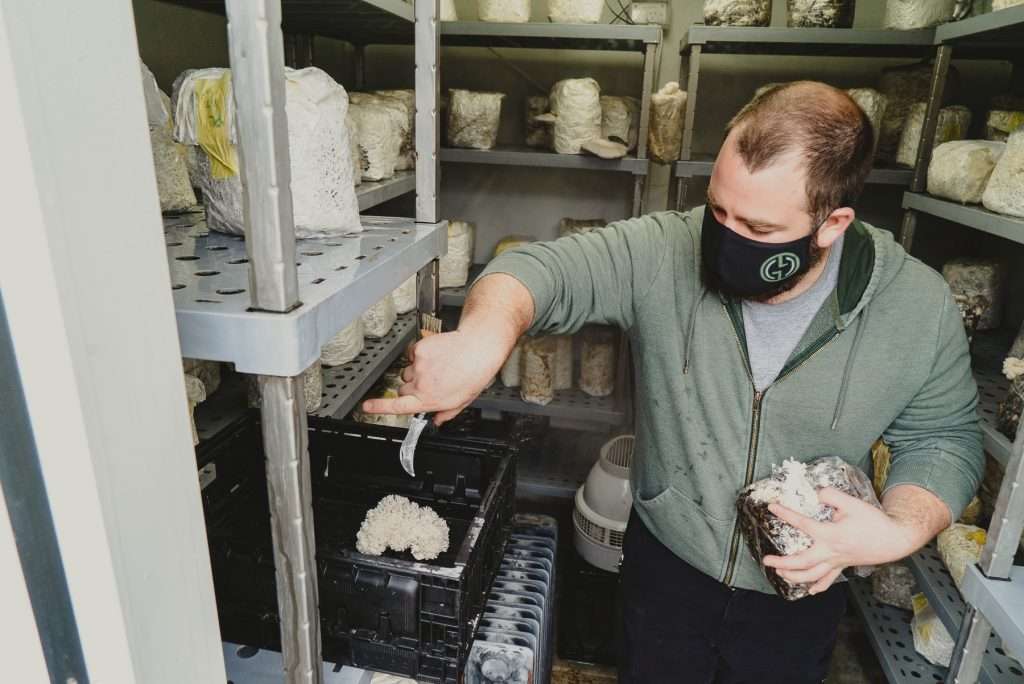 Harvesting oyster and lion's mane mushrooms grown in coffee grounds and sawdust