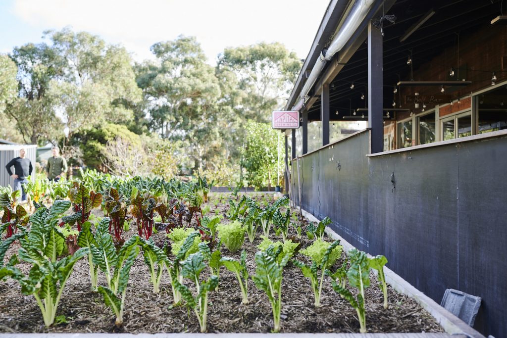 Silver beet spinach and lettuce growing at Australian Urban Farm