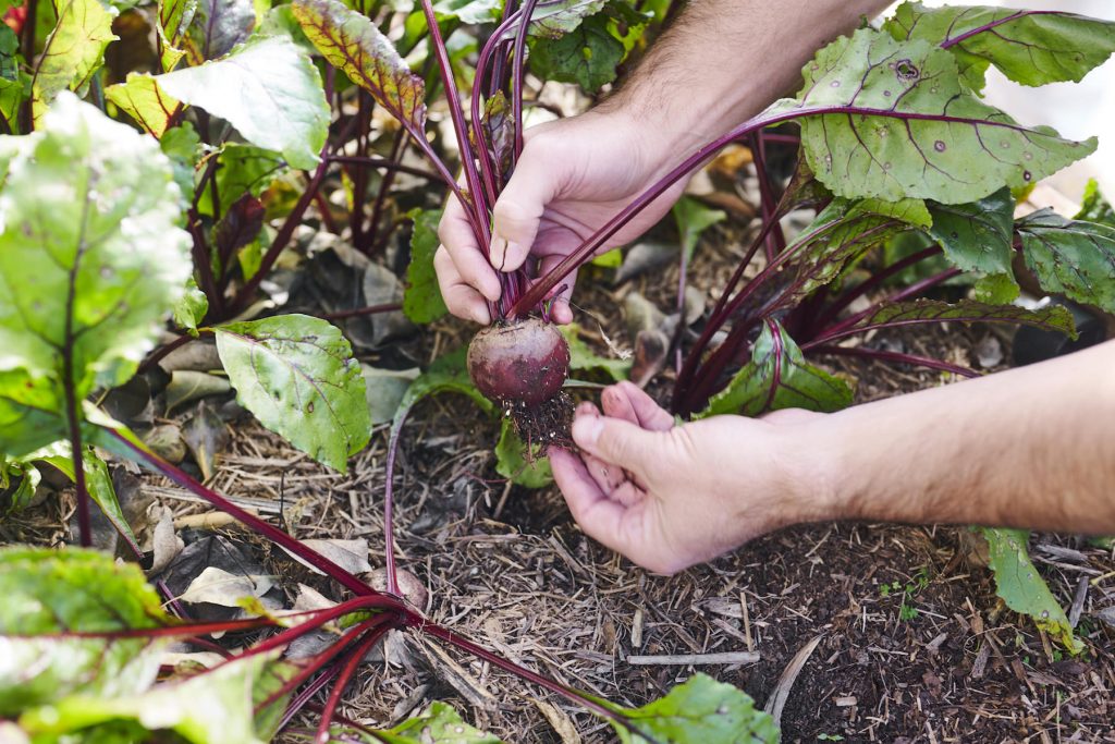 Vegetables growing in compost rich soil in Canberra