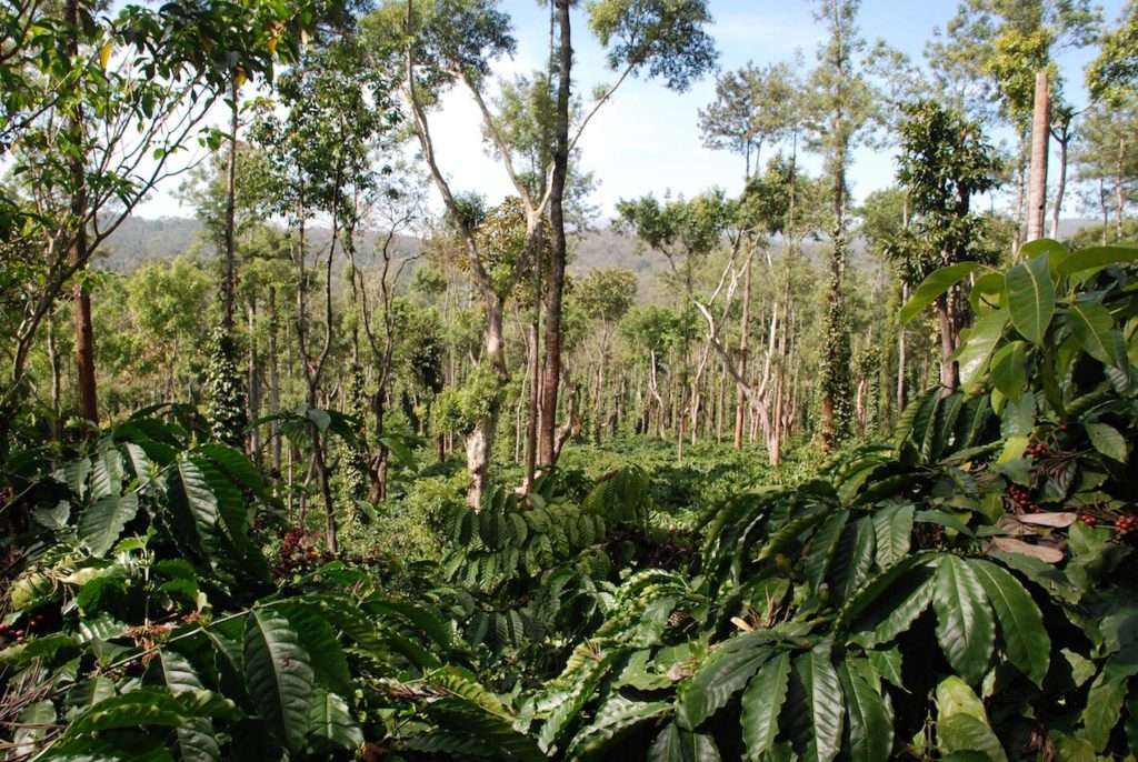 Growing shade grown coffee in the tropics