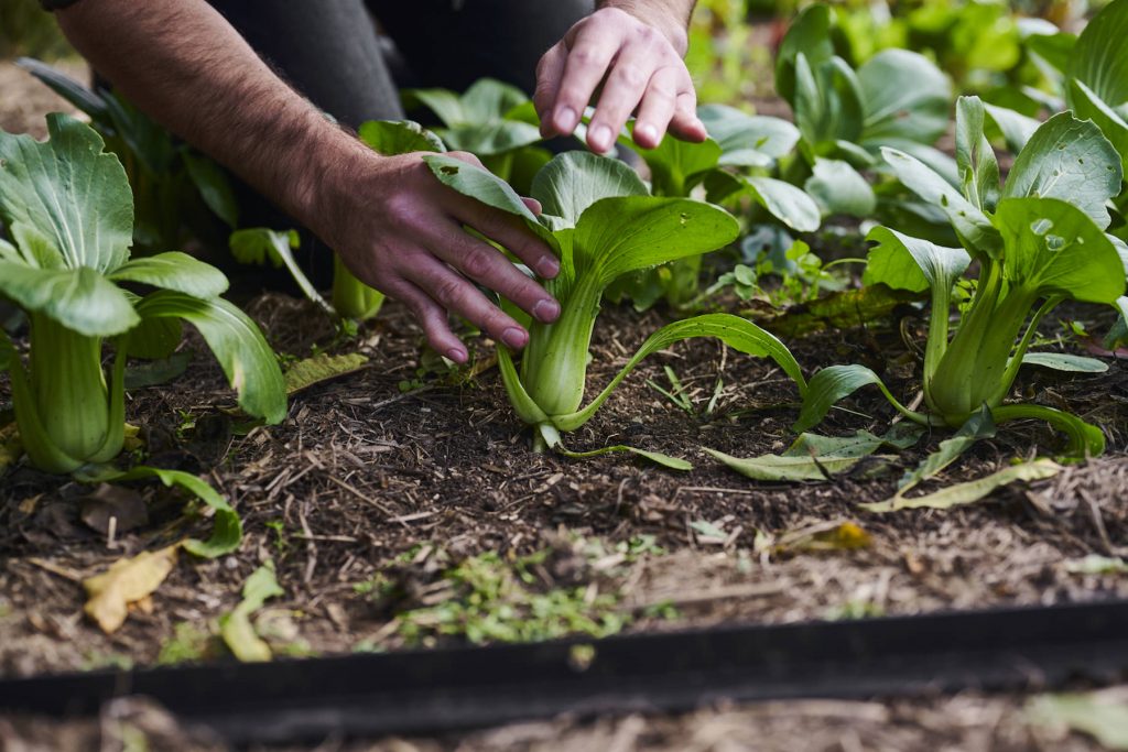 Harvesting crops grown in urban plot