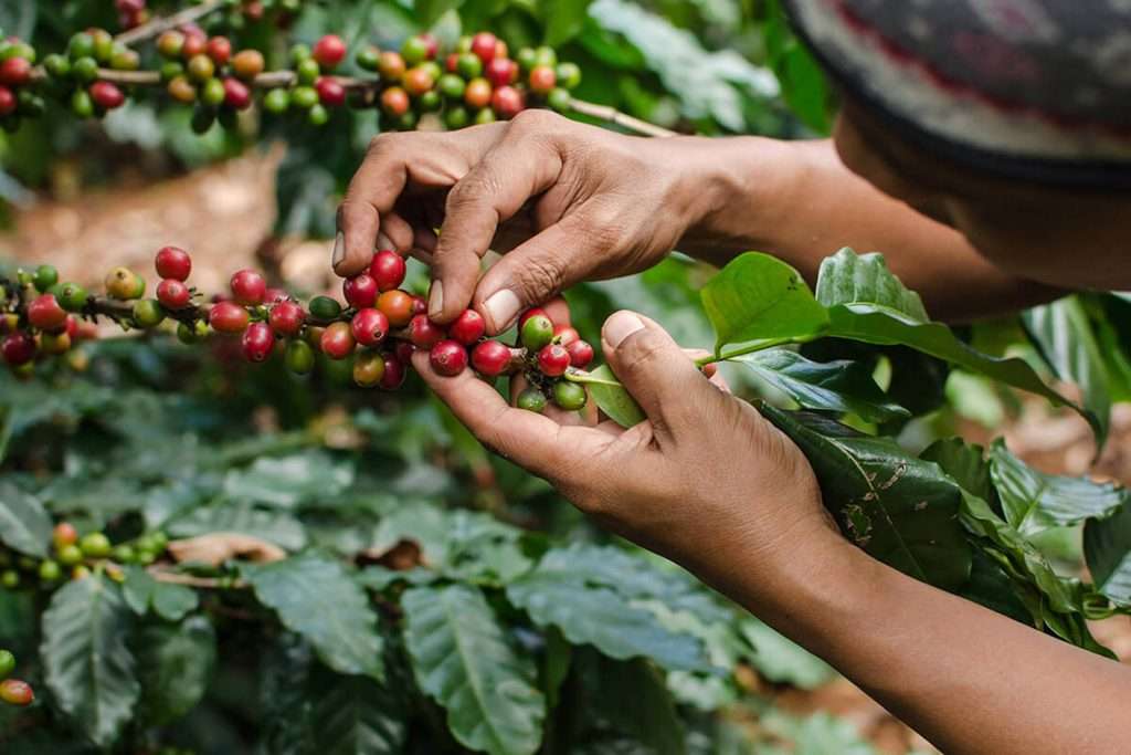 Coffee fruit pickers harvesting coffee cherries