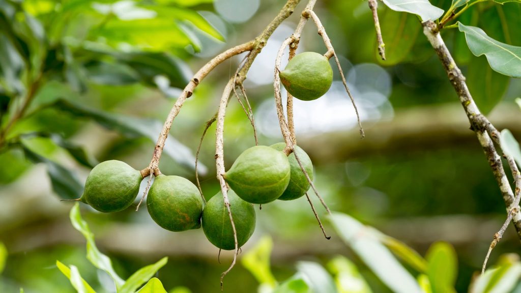 macadamia nuts growing on a tree in australia