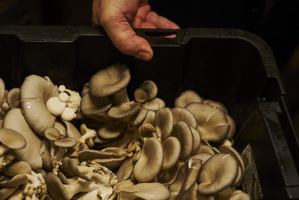 Oyster mushrooms grown in Canberra at Aranda Urban Farm