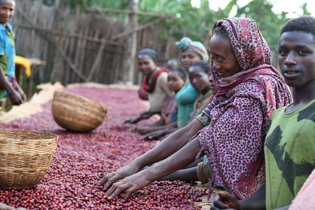 Ethiopian coffee farming with fresh coffee cherries