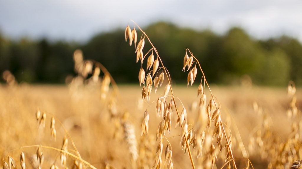 oats growing in a field in victoria