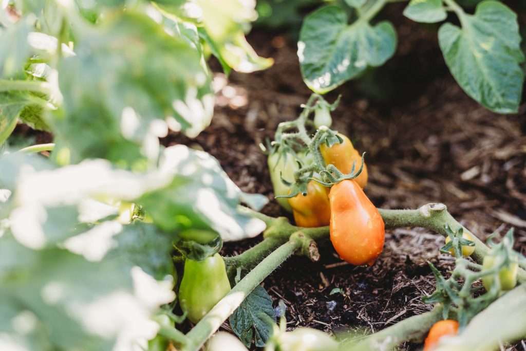 Soil amendment with coffee ground compost improves nitrogen