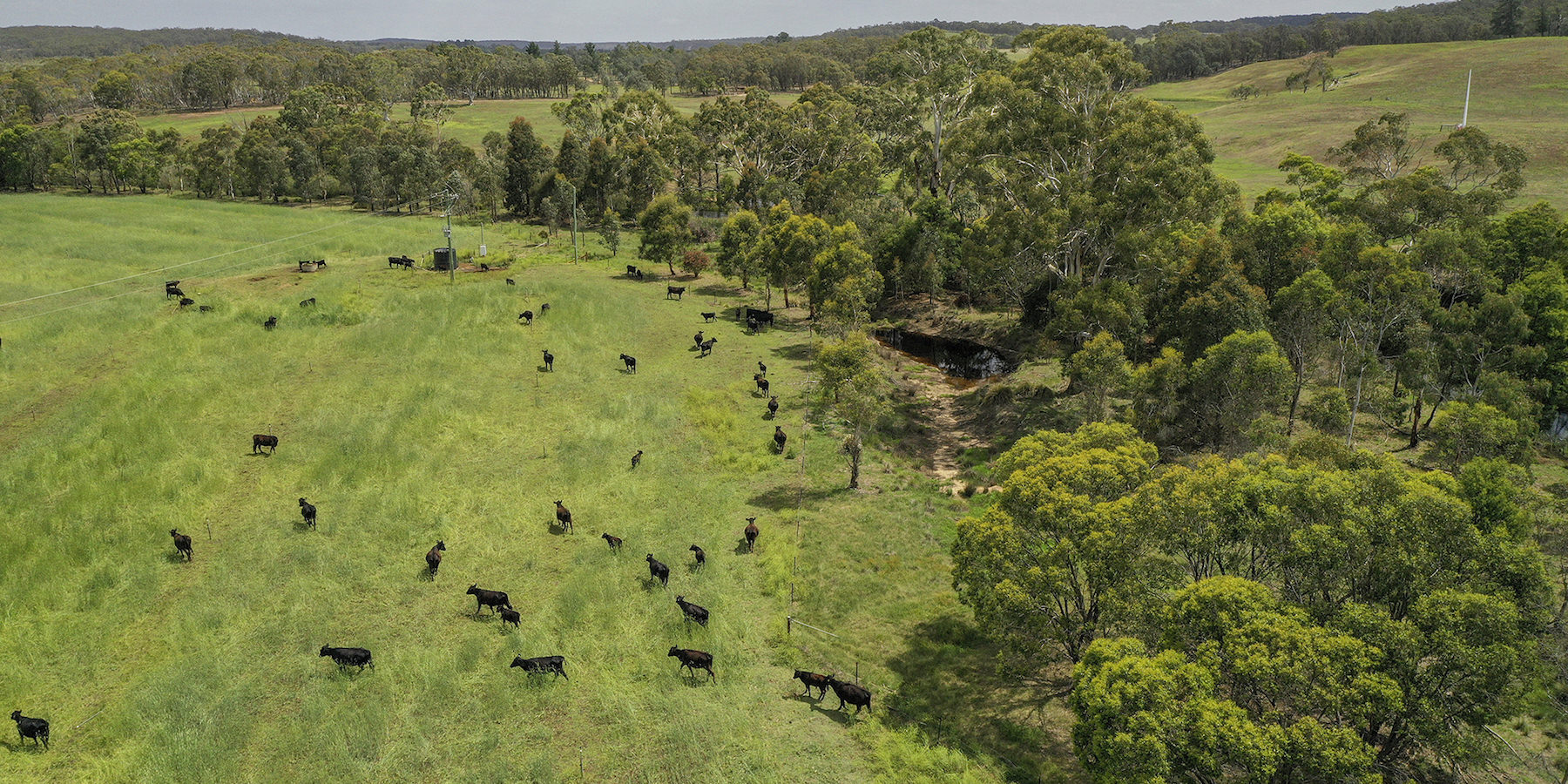 Regenerative Agriculture and Livestock Integration on Australian Cattle Farms image one