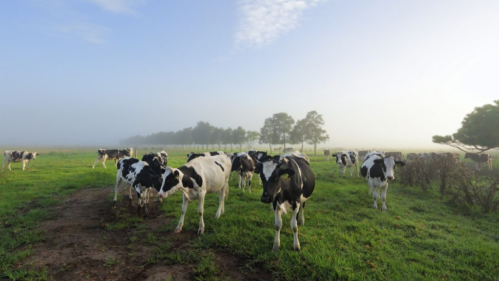 dairy cows on a farm in rural australia